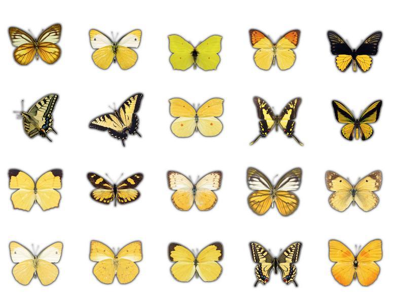 Butterflies whisper series PET stickers 40PCS