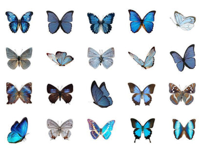 Butterflies whisper series PET stickers 40PCS