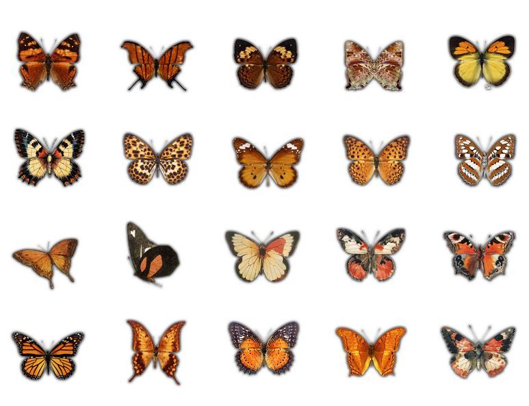 Butterflies whisper series PET stickers 40PCS